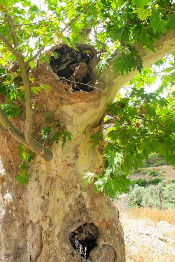 Petrakis Cretan Homes Kissamos Luaran gambar