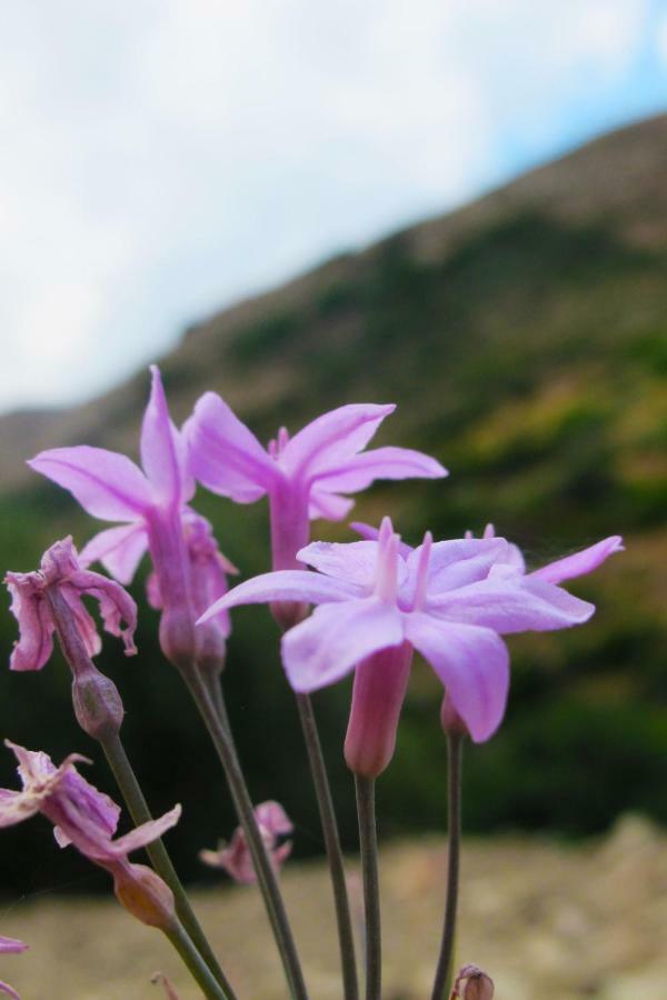 Petrakis Cretan Homes Kissamos Luaran gambar